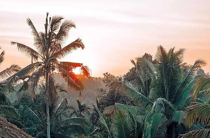 Bali Bamboo Jungle Huts And *