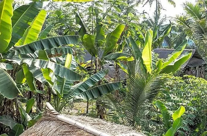 Bali Bamboo Jungle Huts And
